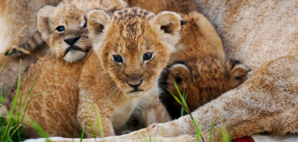 Wildlife Photographer of the Year