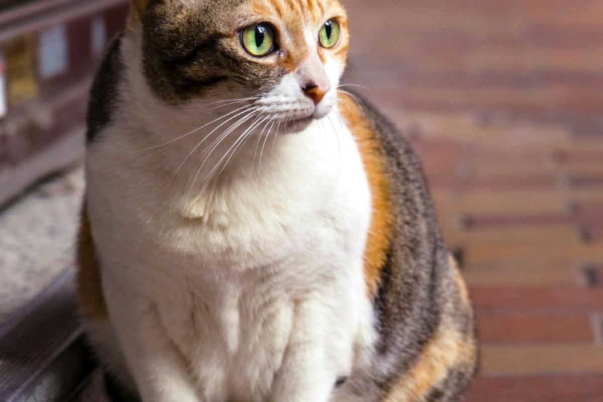 Steriliseren + chippen van kat