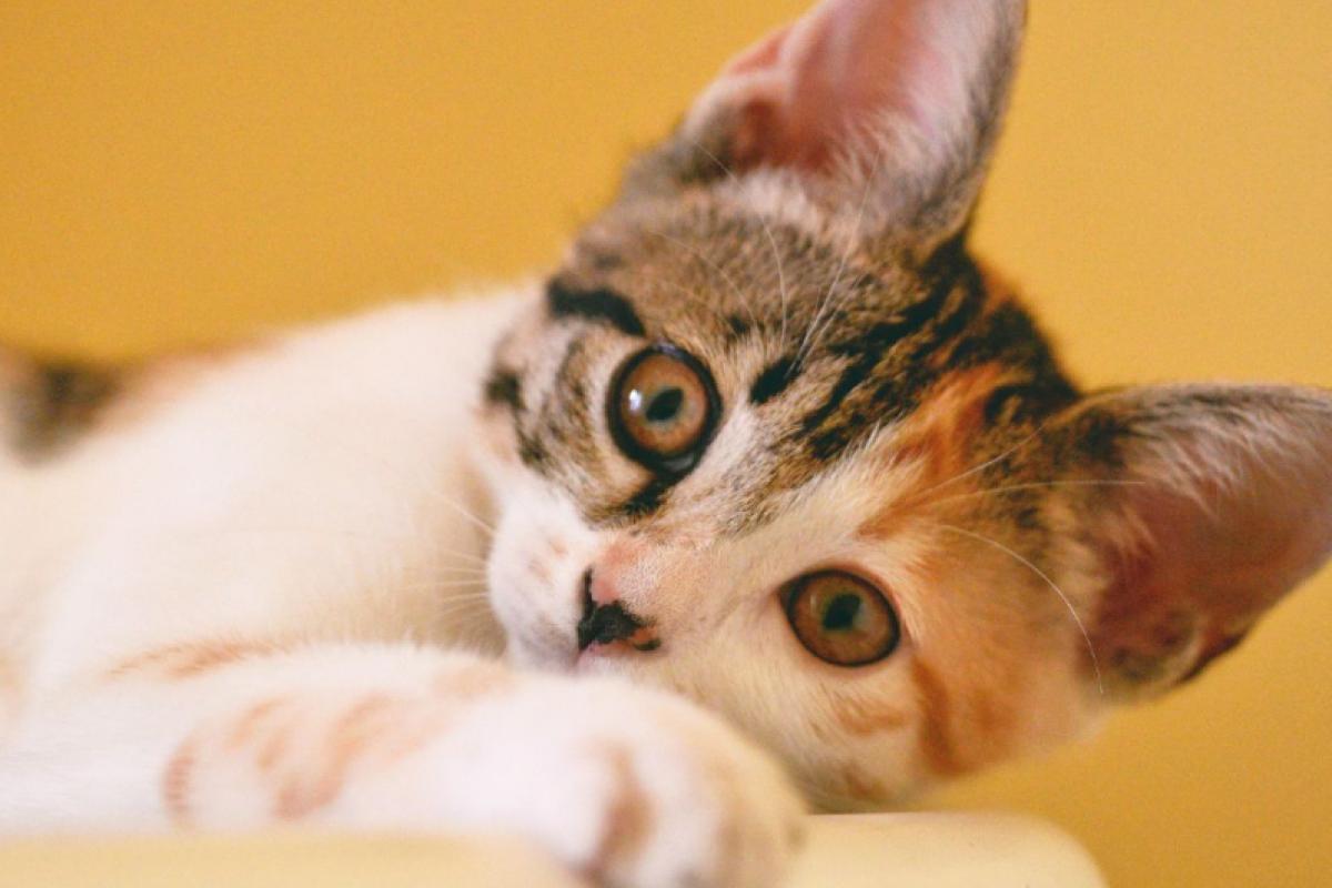 Steriliseren + chippen van kat