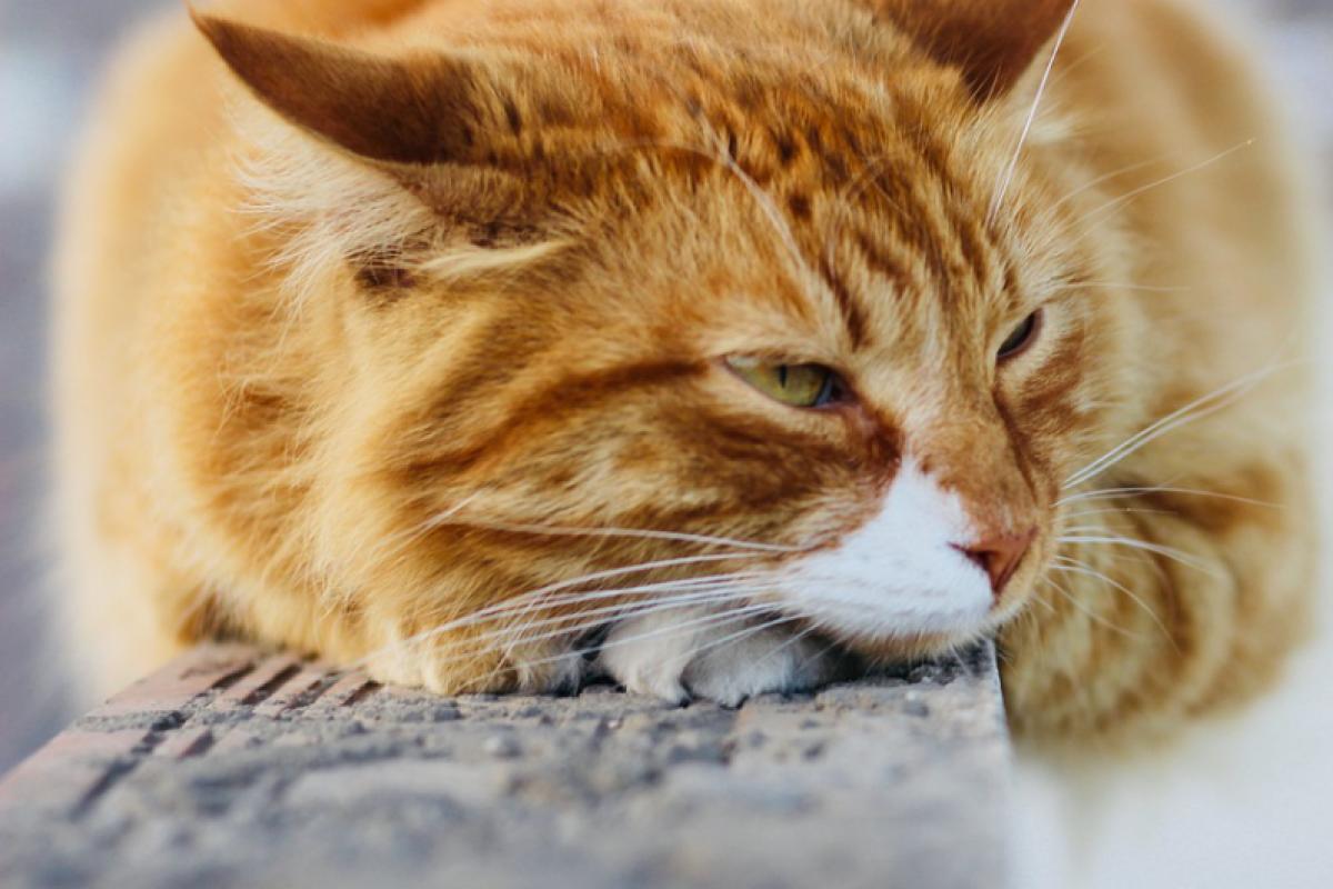 Castreren van gechipte kat