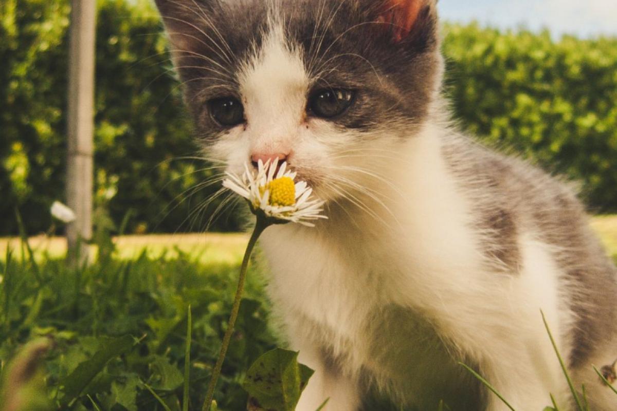 Steriliseren van gechipte kat