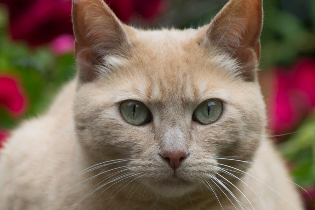 Castreren + chippen van kat