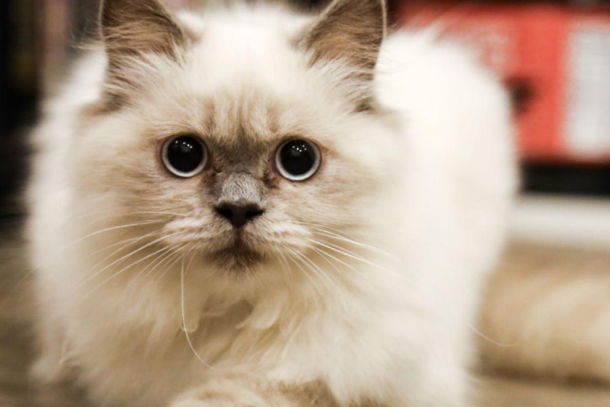 Chippen van gesteriliseerde/gecastreerde kat